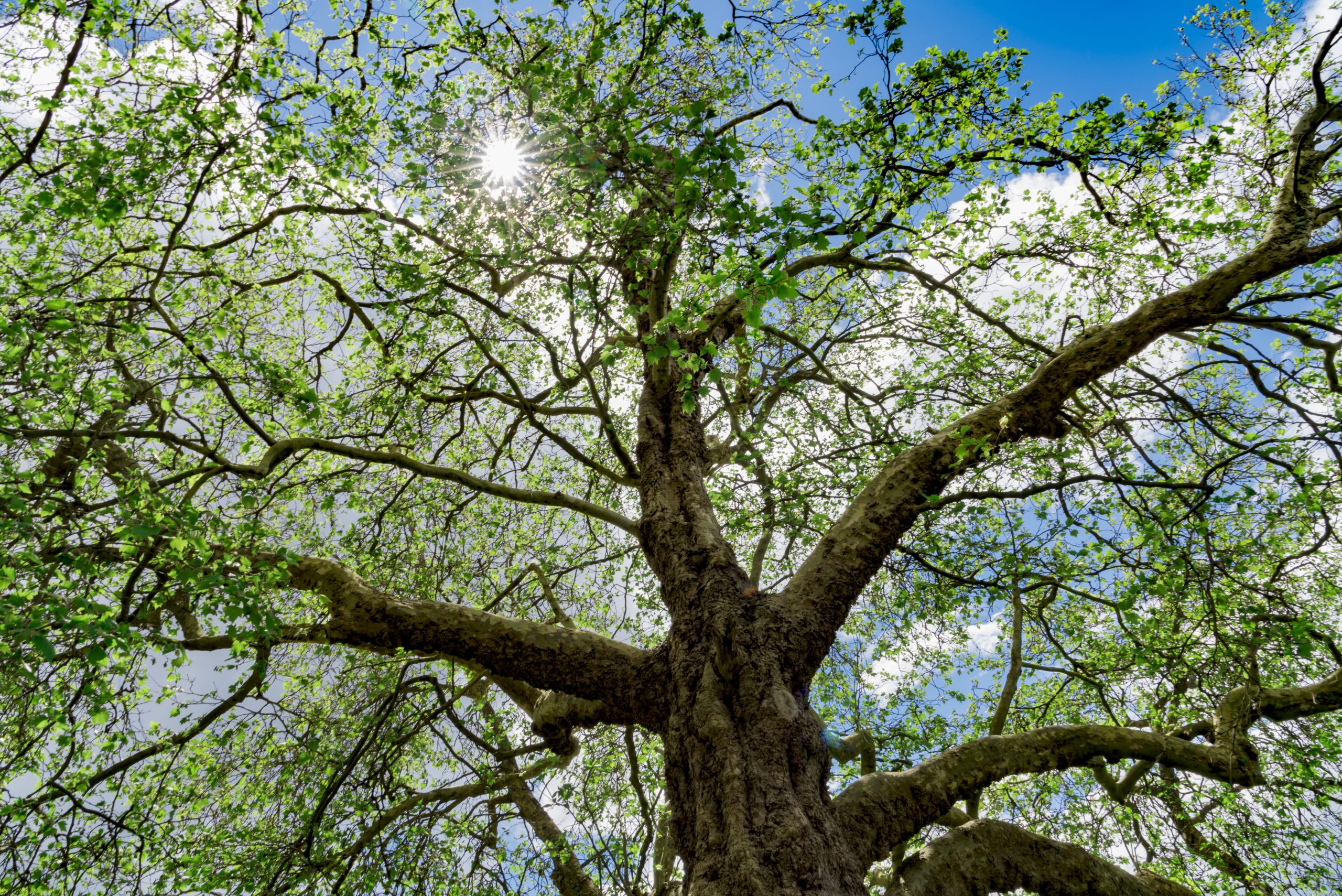 Looking up at a large tree with thick branches and fresh green leaves, sunlight shining through the canopy against a bright blue sky with scattered clouds—nature’s reminder of wellness and holistic care in York PA.
