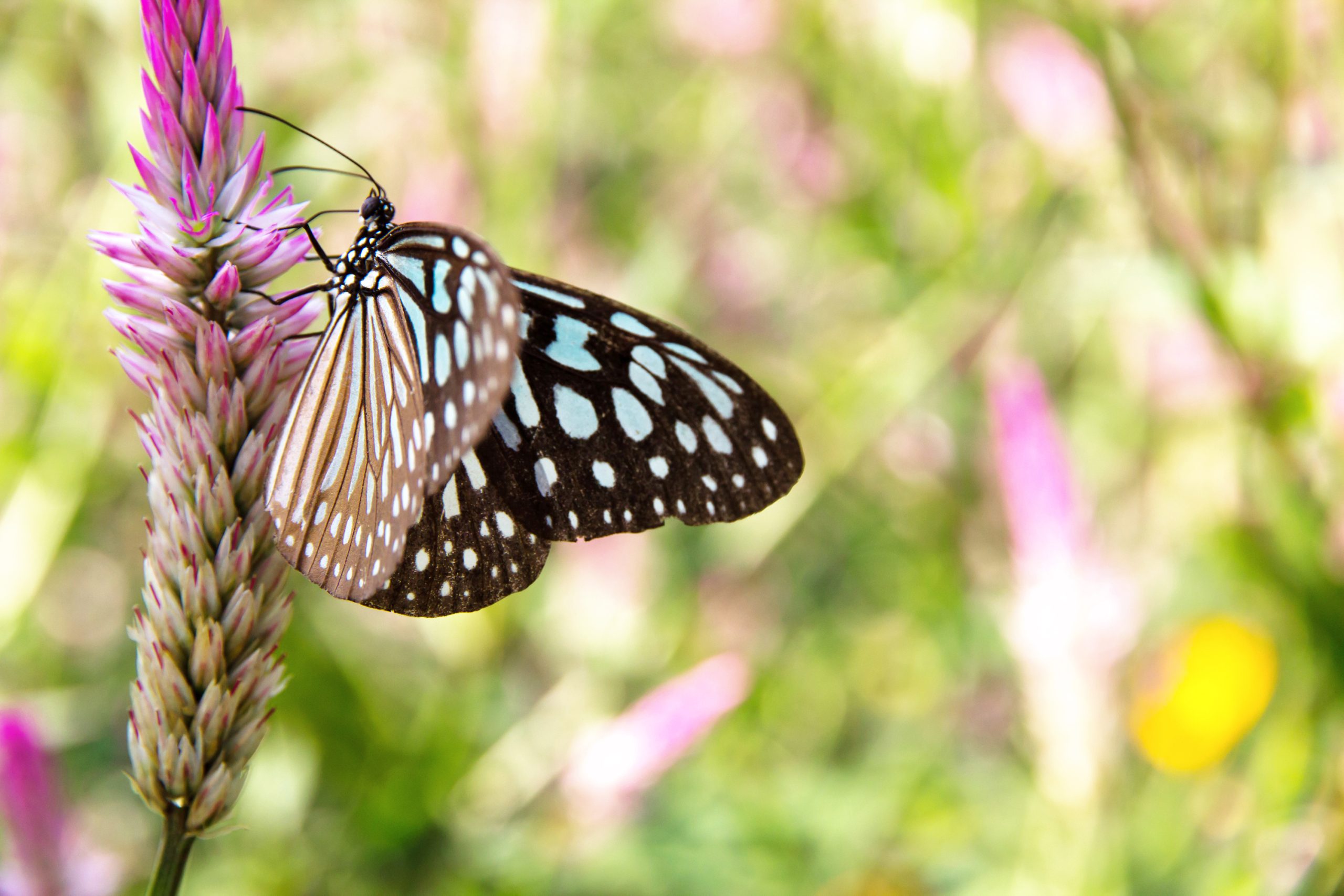 A black and white spotted butterfly rests on a pink and white flower spike, capturing a tranquil moment that reflects the balance and beauty often found in wellness and holistic care, with a blurred green and pink background.