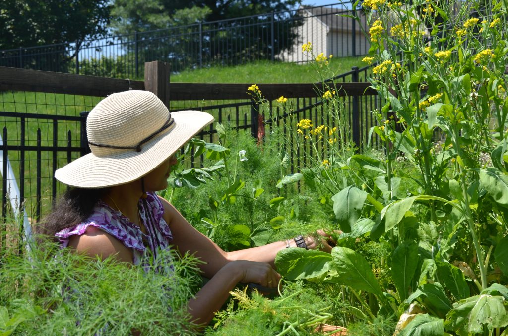 A woman wearing a wide-brimmed hat and sleeveless top tends to tall, leafy green plants and yellow flowers in a sunny York PA garden, embracing wellness surrounded by a wire fence.